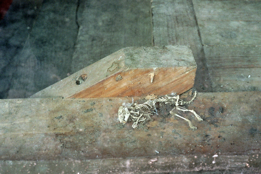 hangu - the soul mouse © Lennart Oskar Schreiber